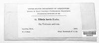 Tilletia laevis image